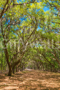 Calm and shady avenue wall mural
