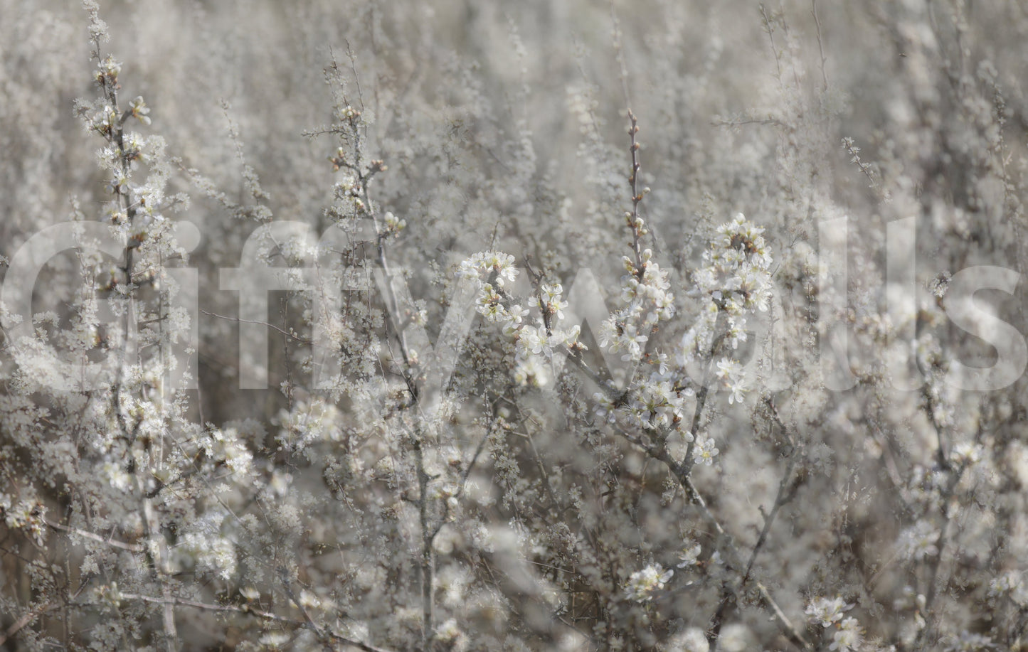 Ethereal Blossoms: Soft Floral Photography Wall Mural