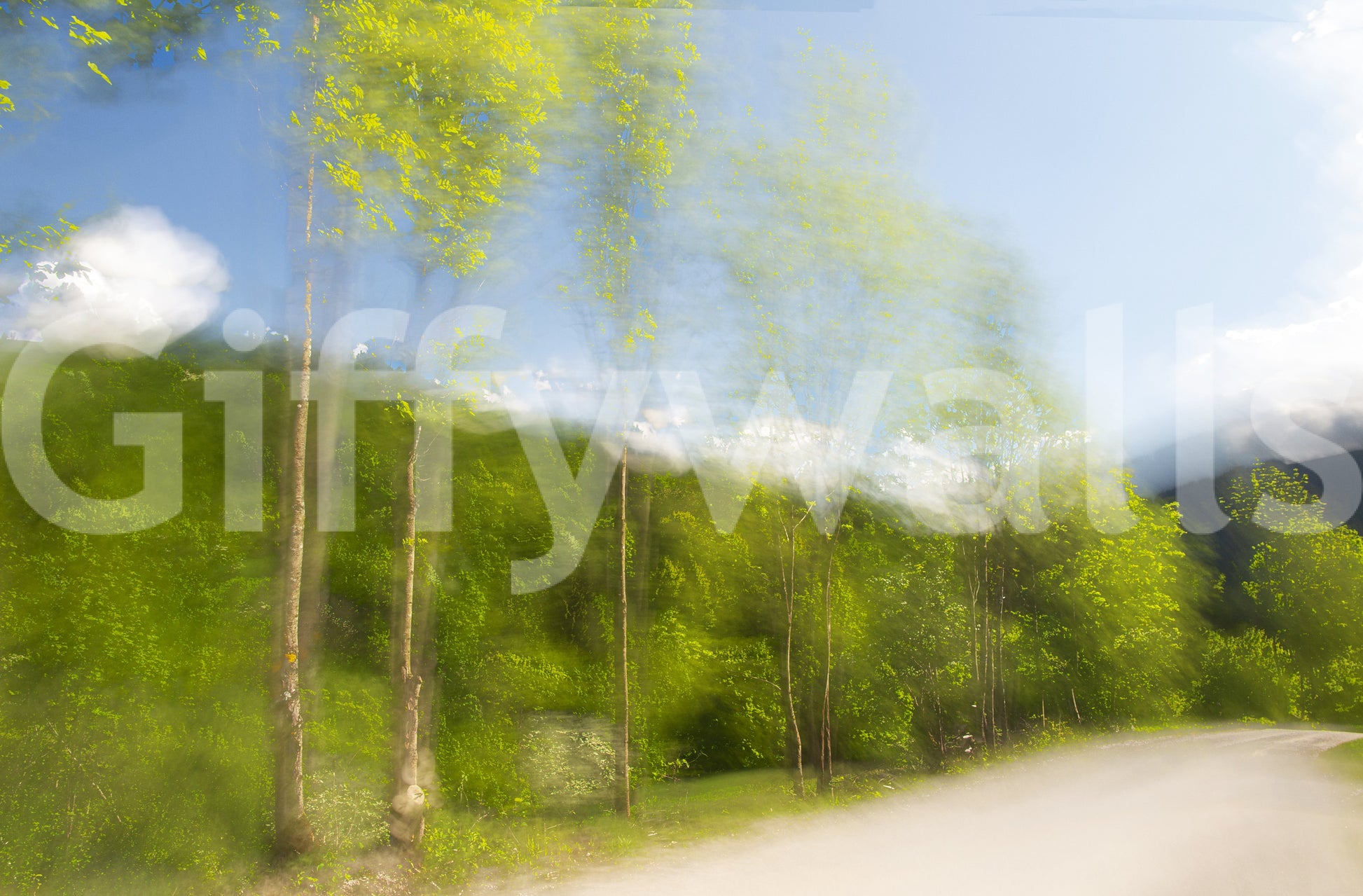 Organic sky and leaves wallpaper
