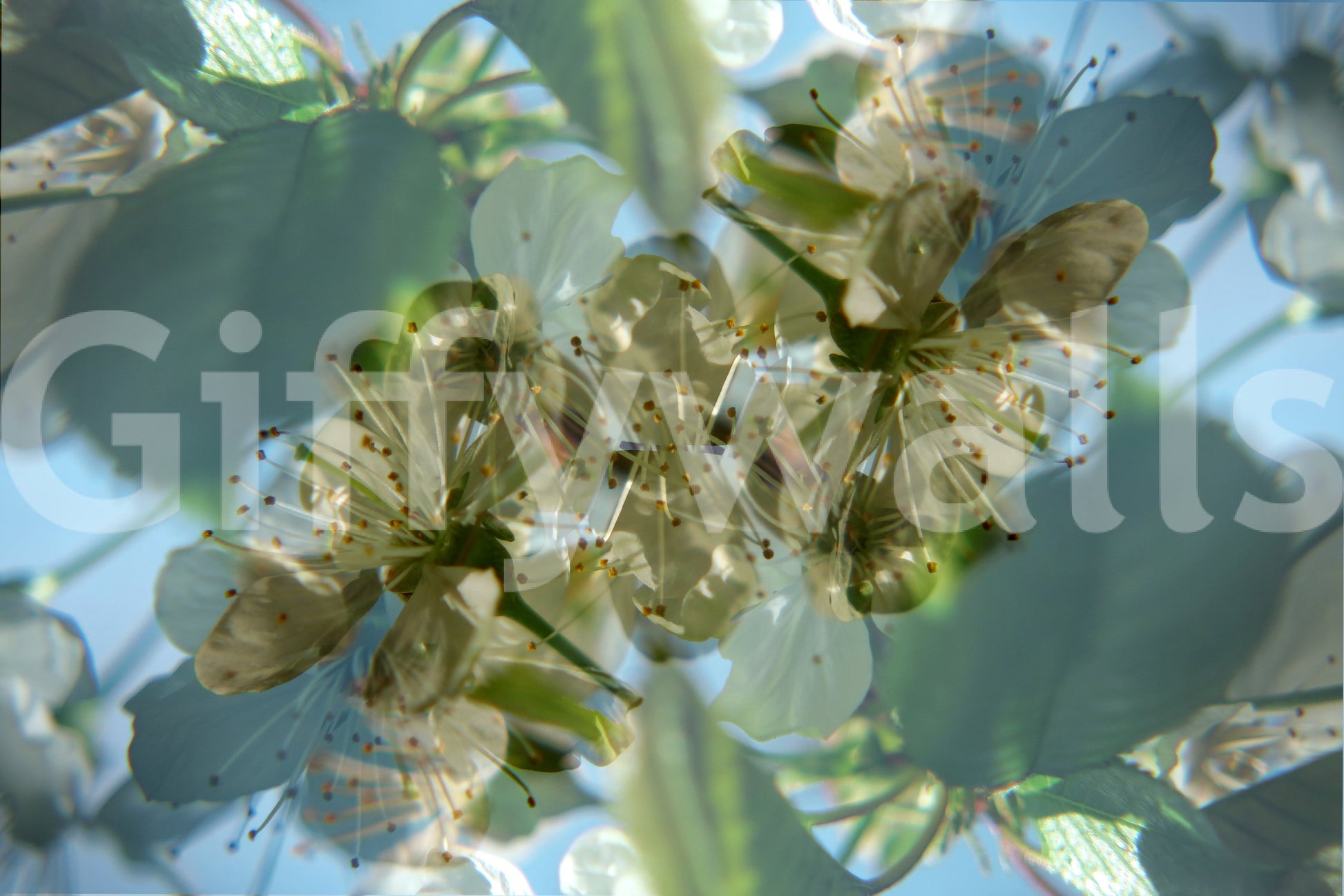 Soft floral texture wall design
