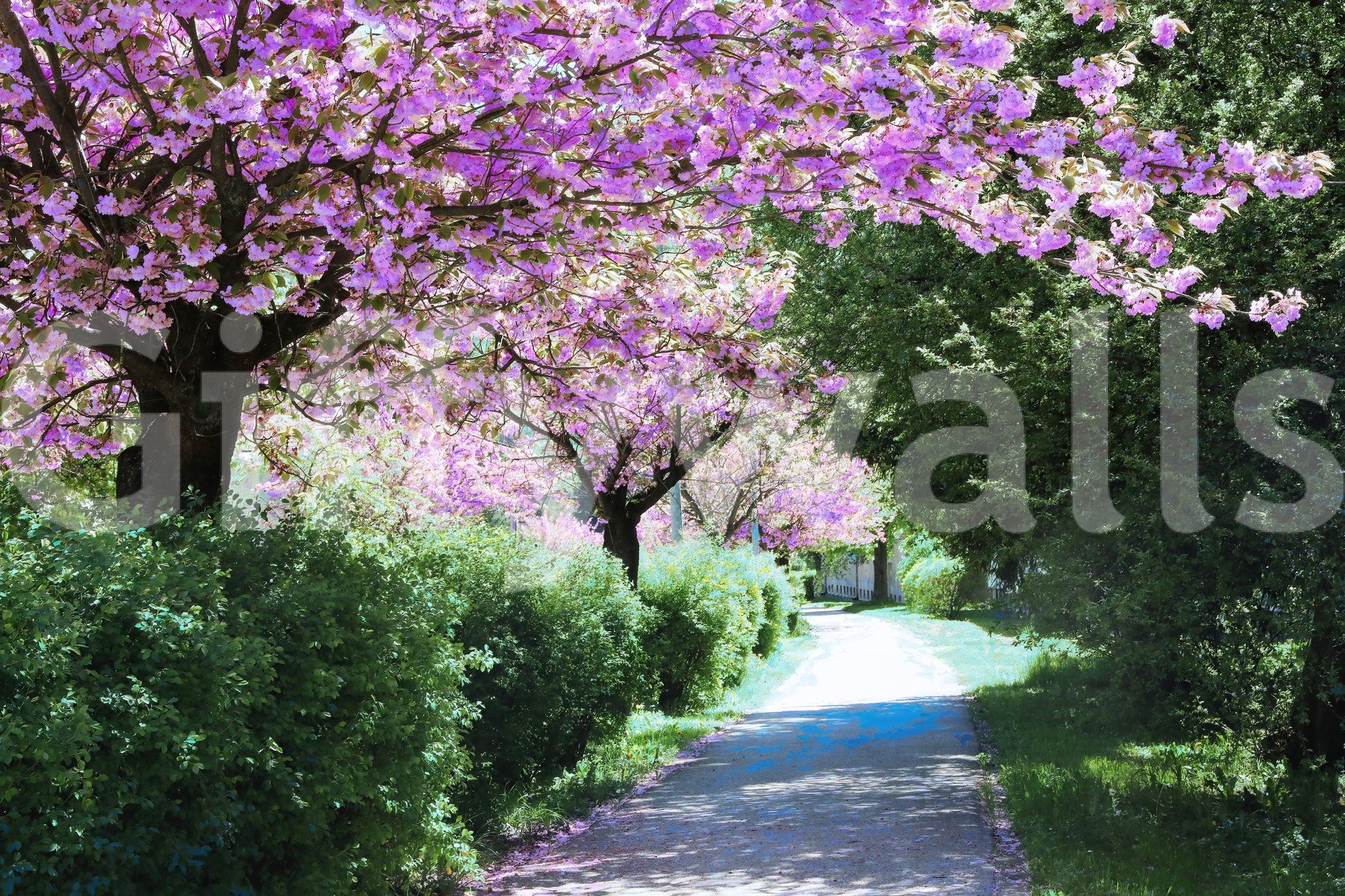 Bloom-filled walkway wallpaper design
