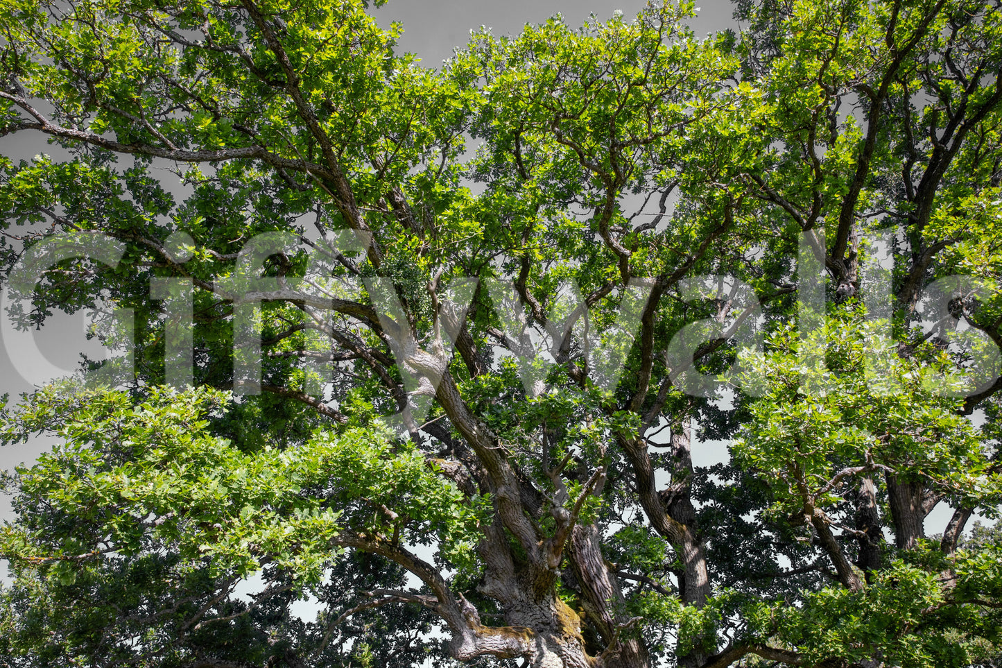 Serene oak mural for interiors
