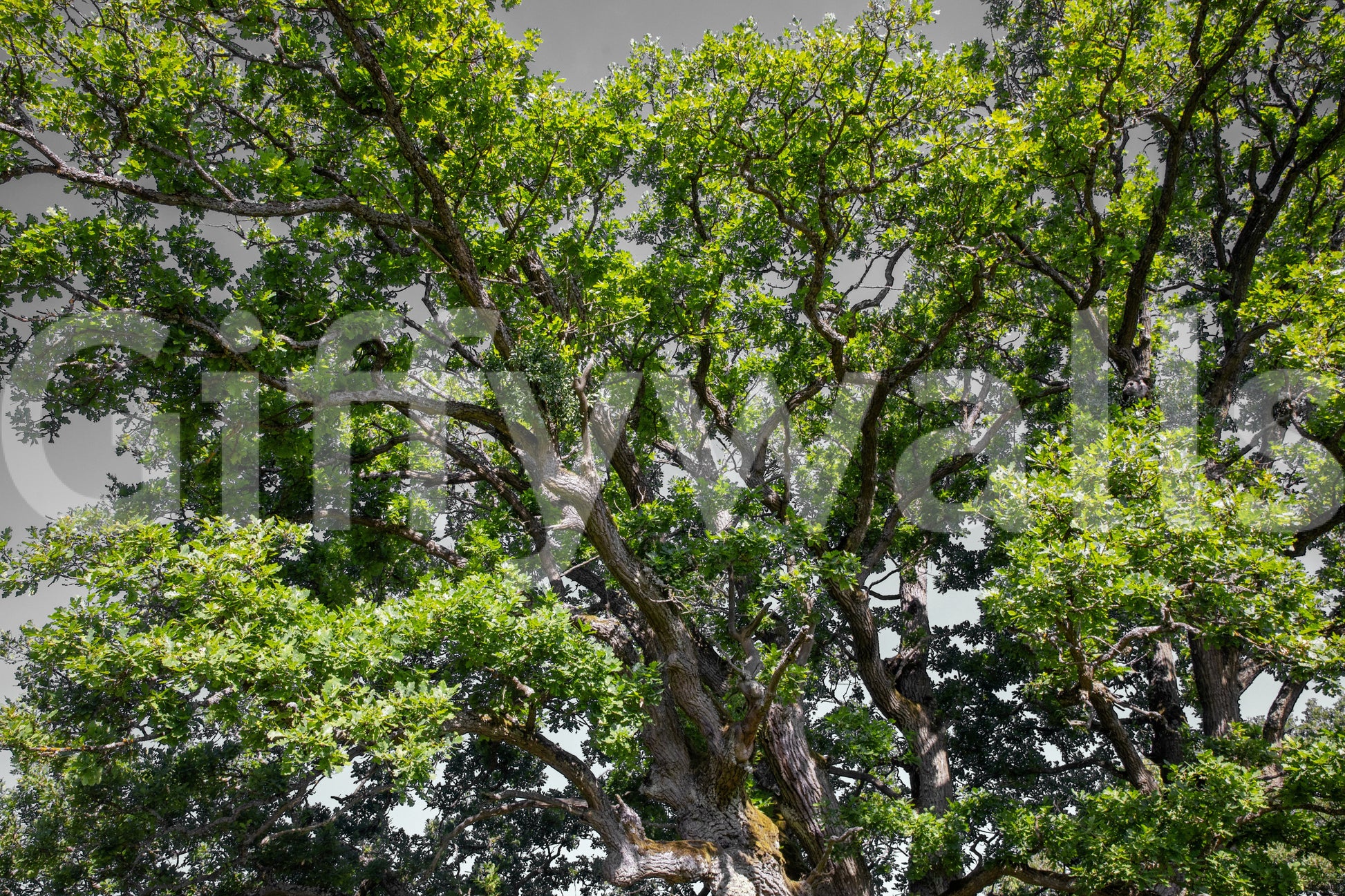 Serene oak mural for interiors
