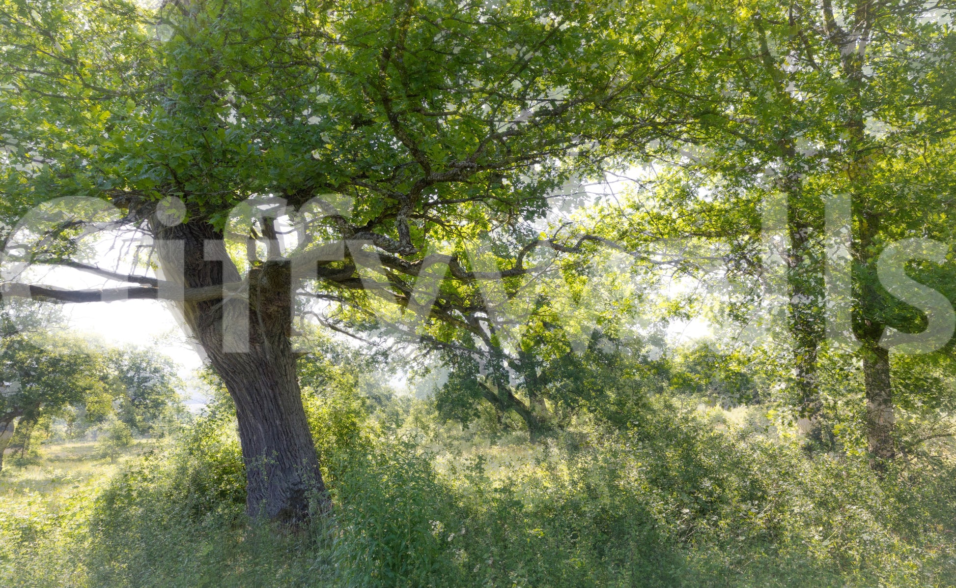 Organic tree wallpaper mural
