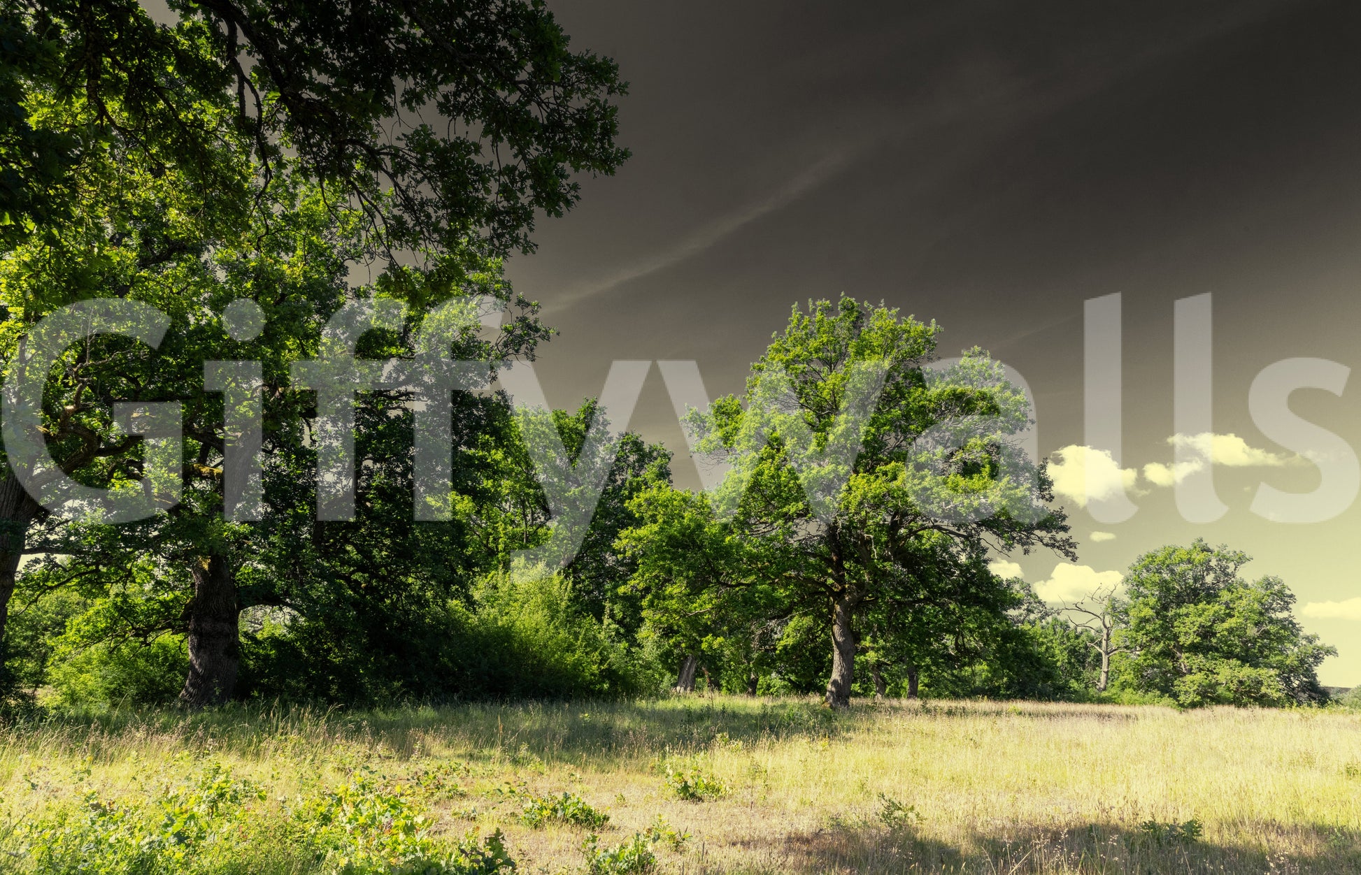 Neutral tone outdoor wallpaper
