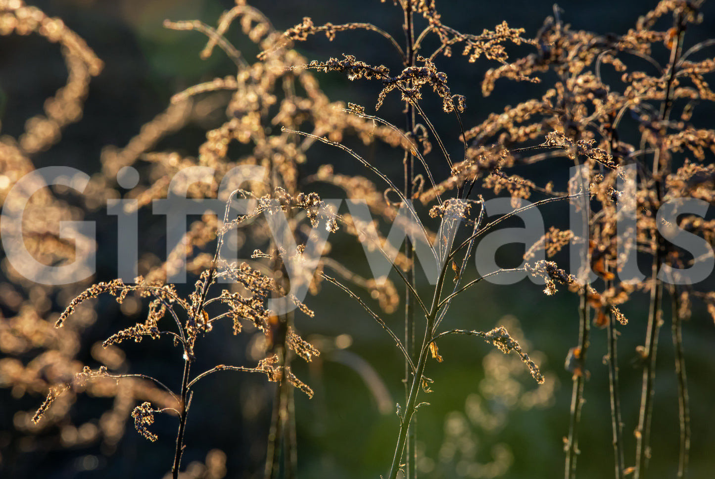 Golden Hour Serenity: Nature's Delicate Flora Photography Wall Mural