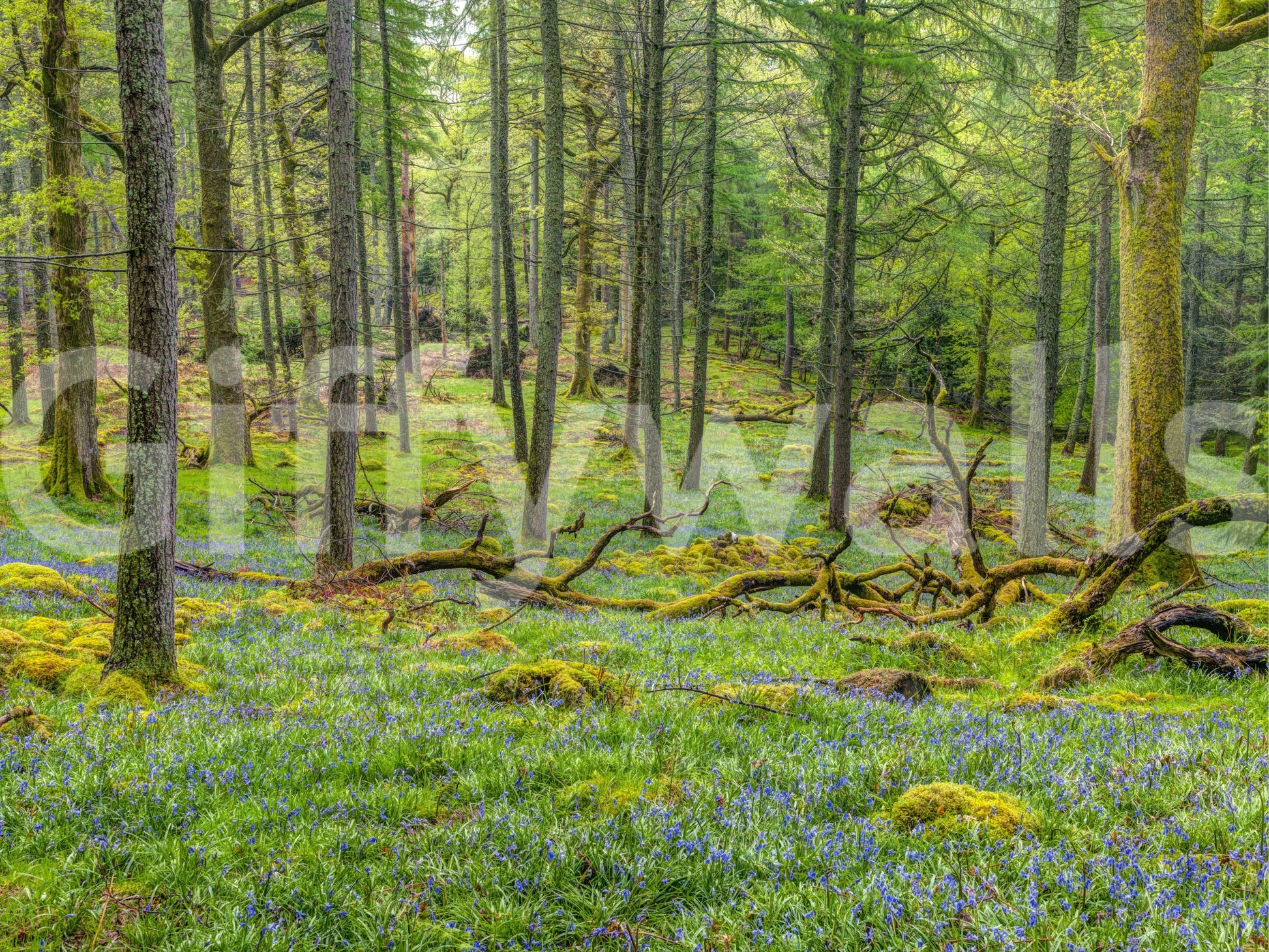 Wall decor evoking the quiet majesty of nature.

