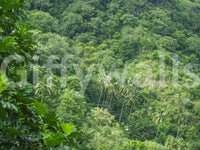 Evergreen Forest mural for a bedroom.

