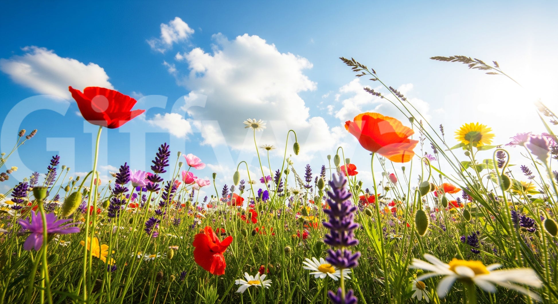 Meadow dreams, peaceful and calm

