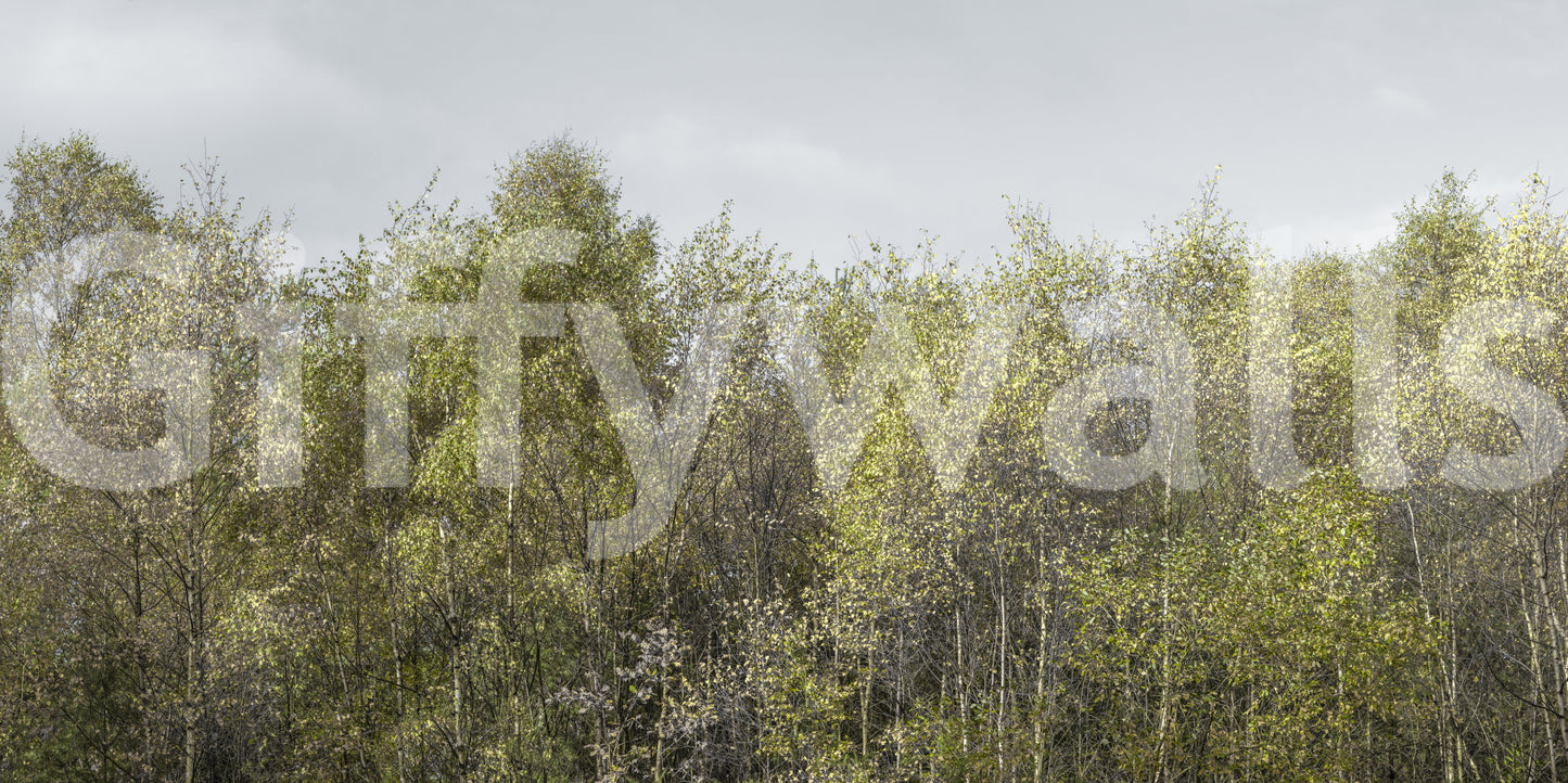 Birch Grove classic wallpaper

