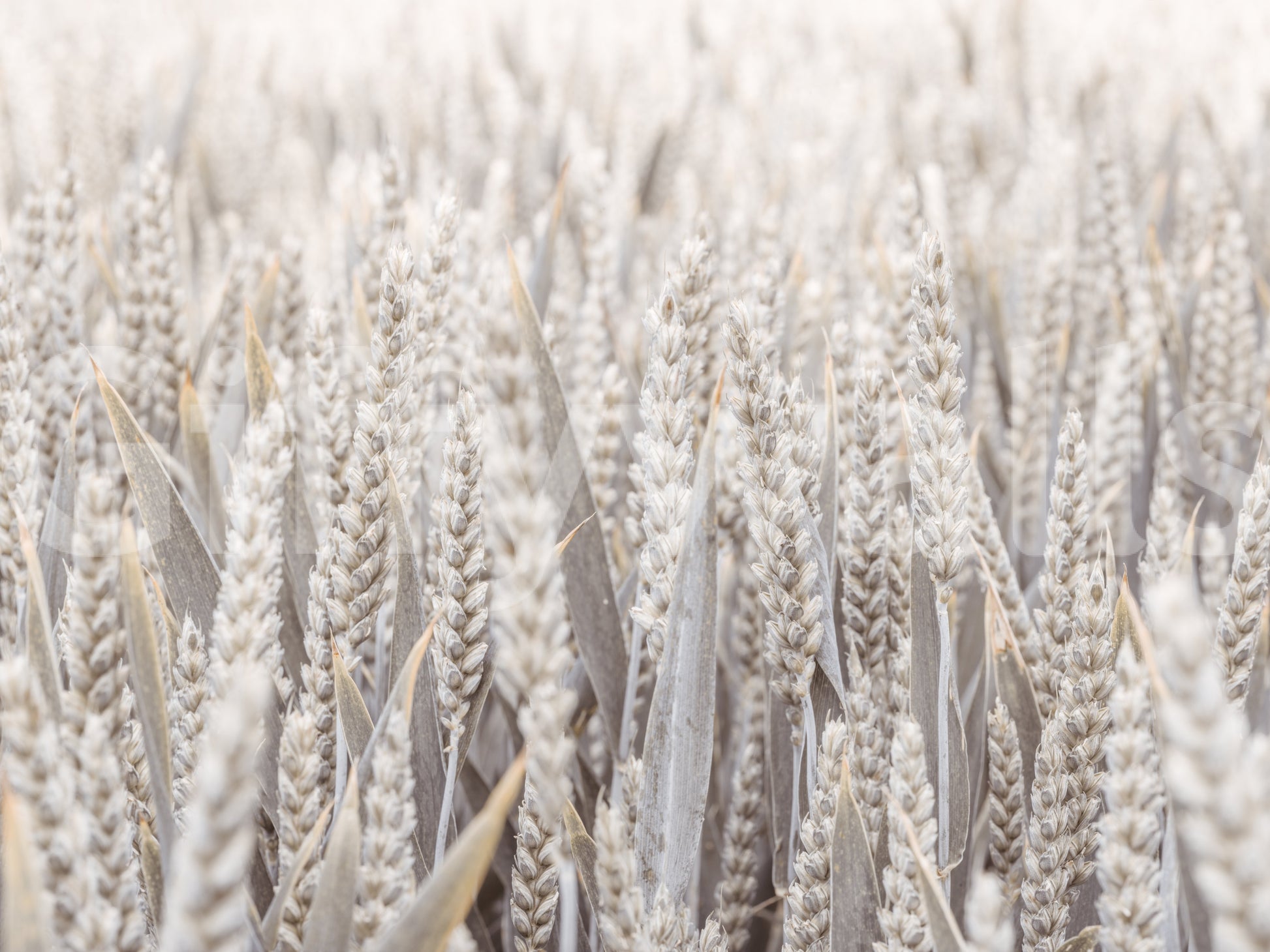 A detail of the warm tones in the field and sky.

