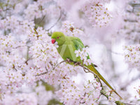 Blossom Bird tasteful wallpaper
