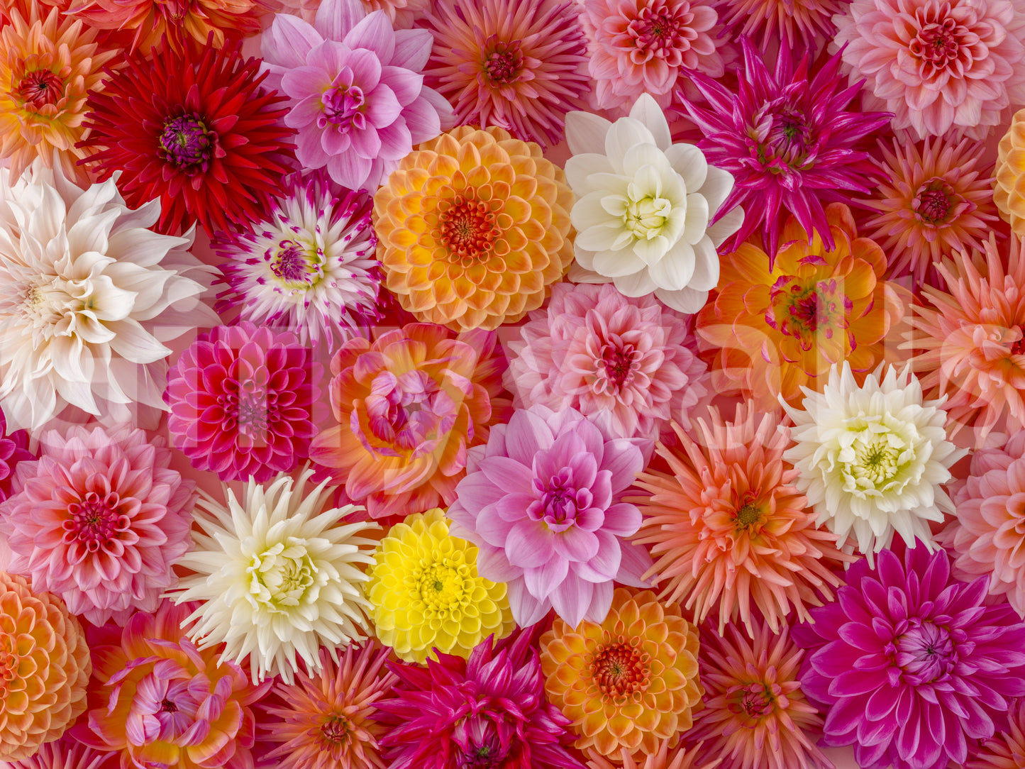 Floral Flourish Wall Mural