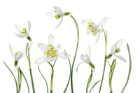 An artistic nature inspired mural for home decor.

