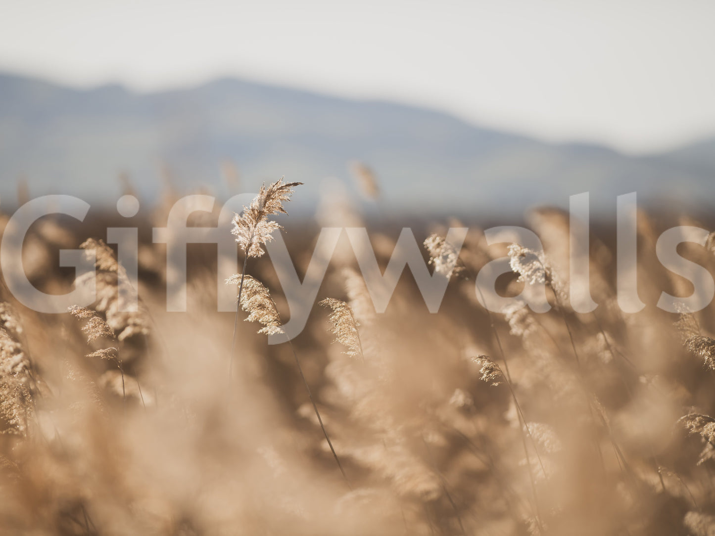 Whispers of the Field Wall Mural -2670004