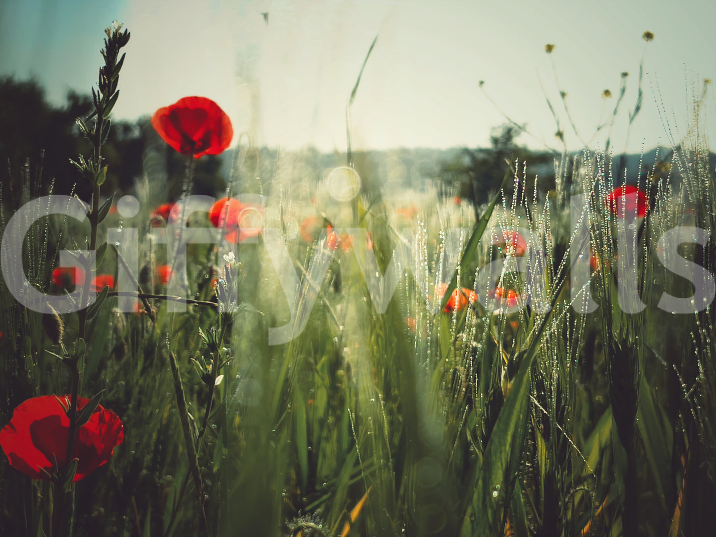 Meadow Dew Wall Mural -2283850