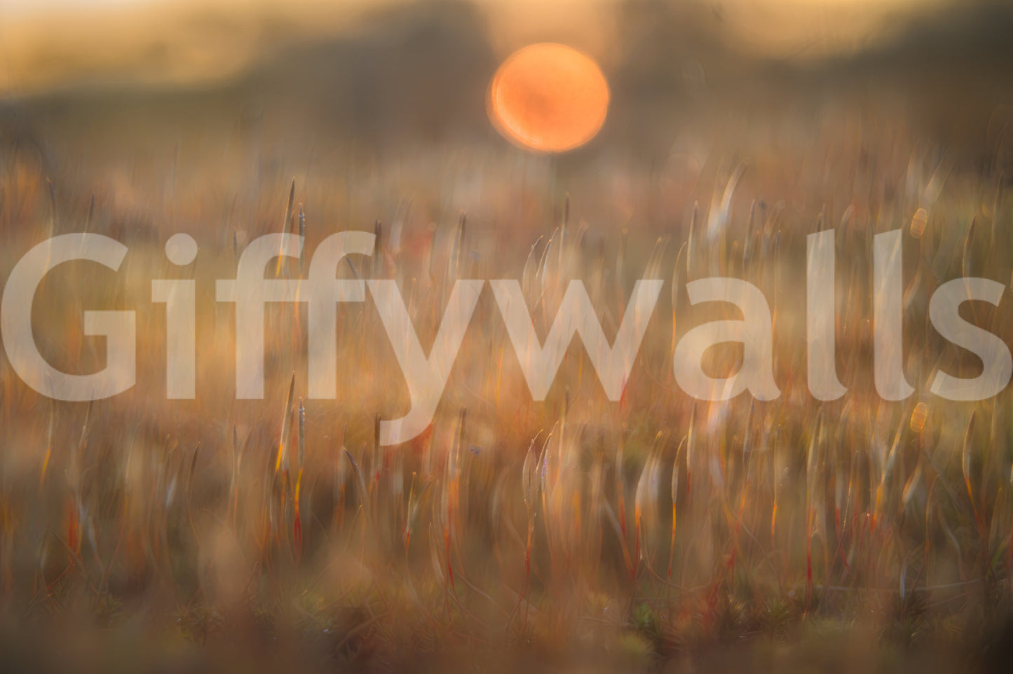 Solar Meadow Dreamscape Wall Mural -2228366