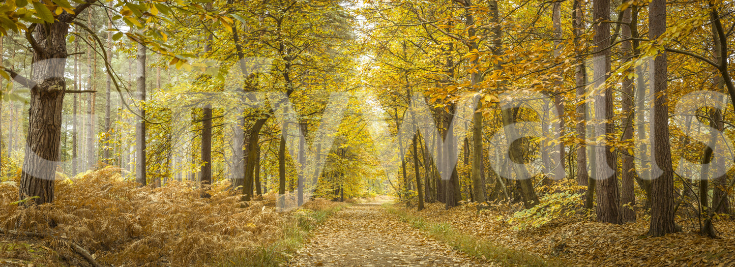 Forest path Golden Canopy Trail photographic wall art, yellow leaves.