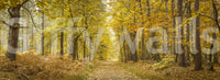 Forest path Golden Canopy Trail photographic wall art, yellow leaves.
