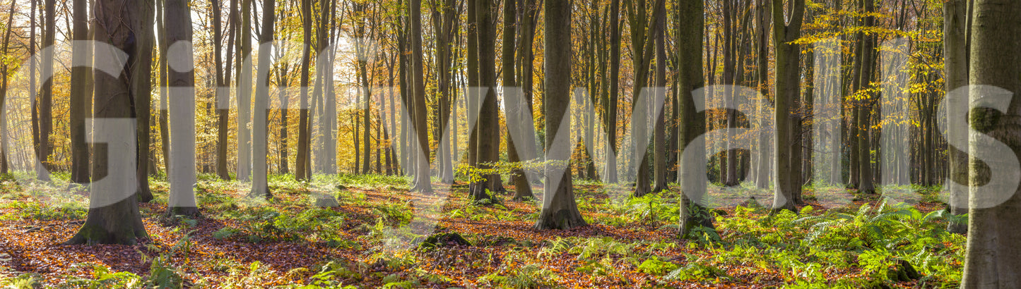 Gorgeous Gilded Woods photo of trees, leaves, and woodland light.