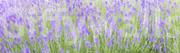 Serene springtime view, Field Dream nature-inspired wall mural.