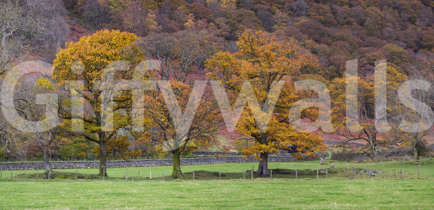 A richly colored fall landscape wallpaper with trees glowing in peak autumn foliage.