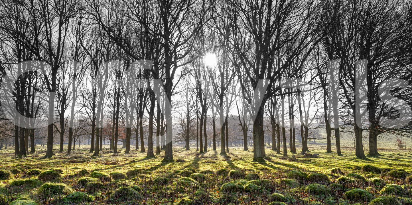 Calm forest wallpaper with radiant sunbeams and soft green textures on the ground.