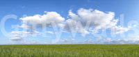 Idyllic Grassland Under Sky scene, wall art concept.