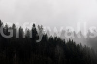 Haunting Canyon Woodland Haze, obscured forest, monochromatic art.