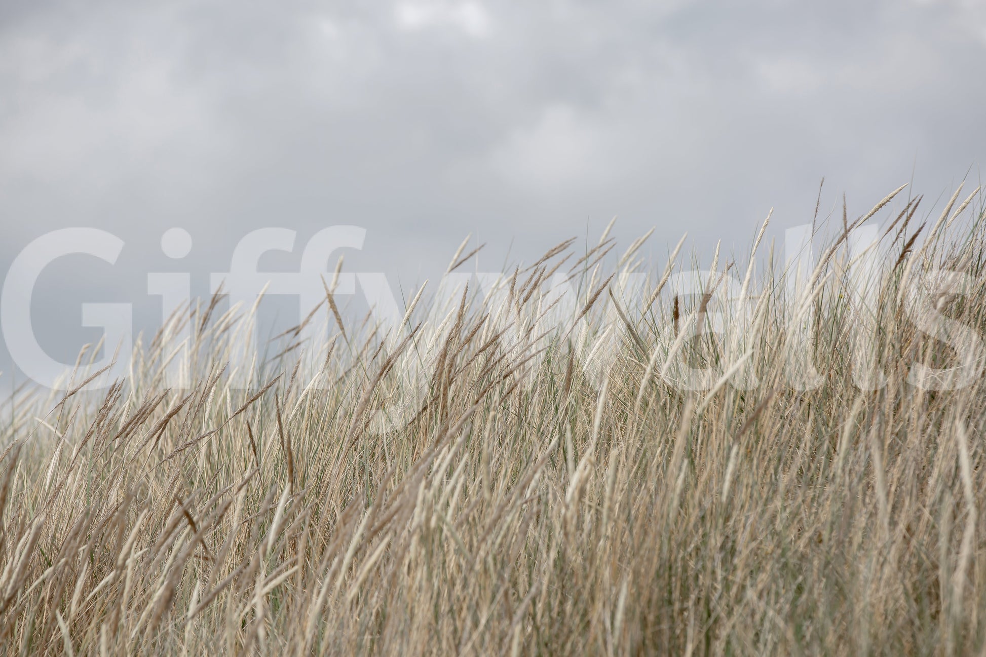 Golden brown pasture flora depicted in Woodland Dune Grass wallpaper art.