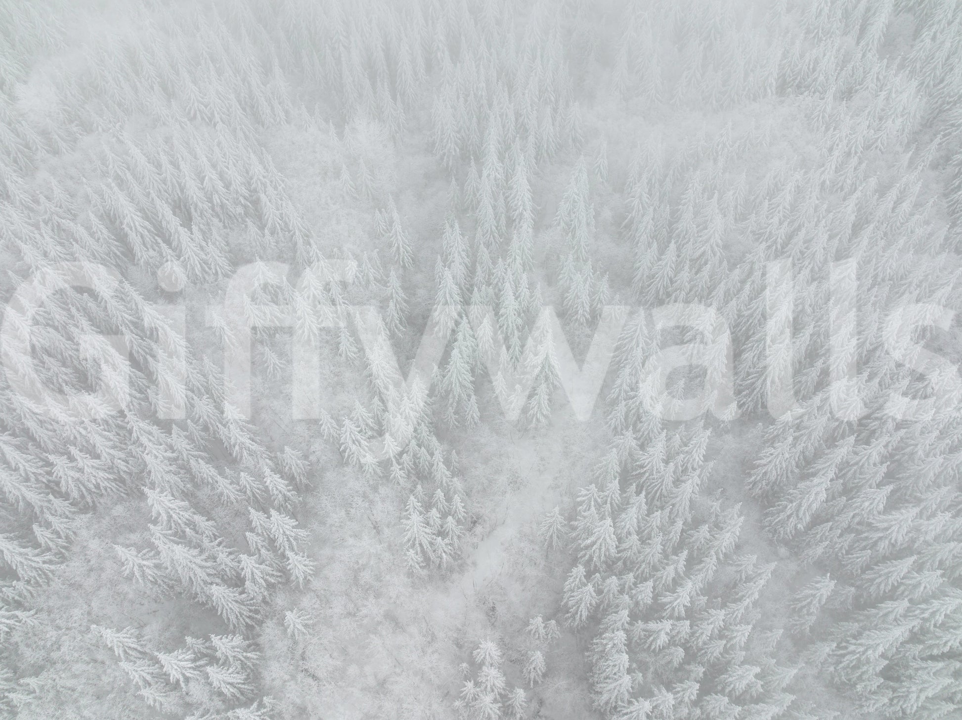 Breathtaking snowy forest wallpaper for walls, Canopy of ice, serene winter view.