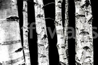 Striking vertical lines wallpaper Monochrome Woods birch design.