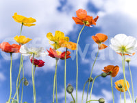 Incredible Blue Sky Bouquet premium mural pattern of happy poppy heads.
