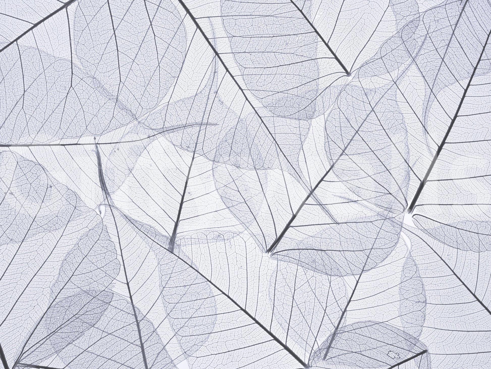 Artistic photograph of dried skeletonized leaves, stylish Skeleton Leaves wall pattern.