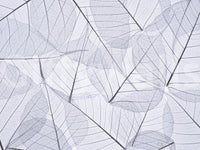 Artistic photograph of dried skeletonized leaves, stylish Skeleton Leaves wall pattern.