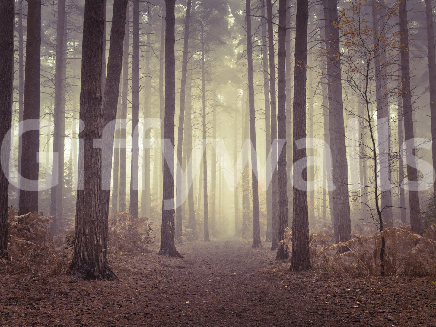 Enigmatic Beauty of Forest Wall Mural