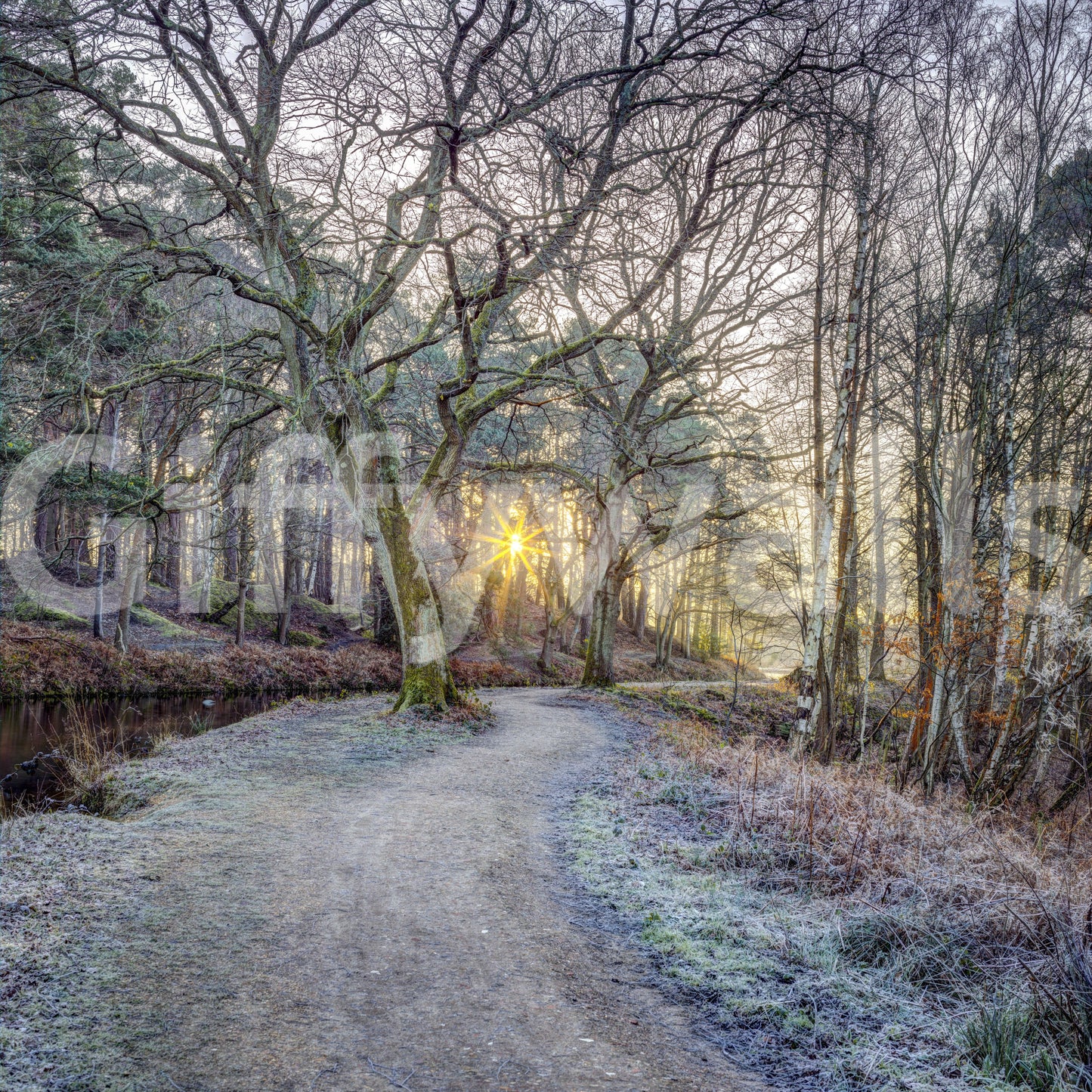 Misty Woodland Glare Wall Mural