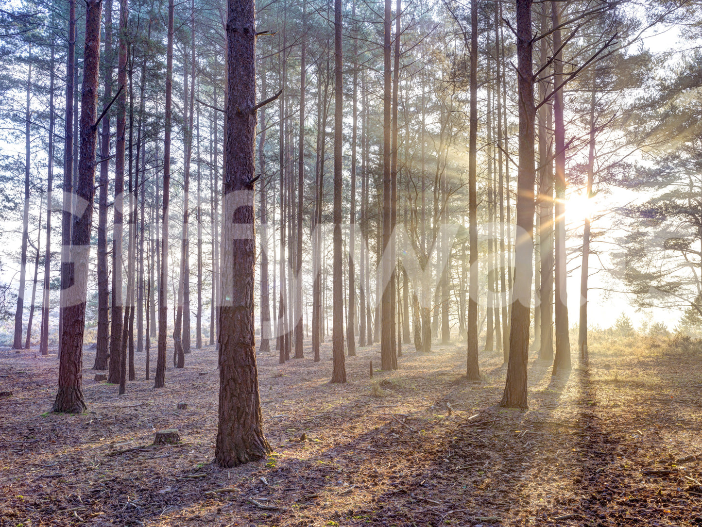 Shrouded in Mystery Wall Mural