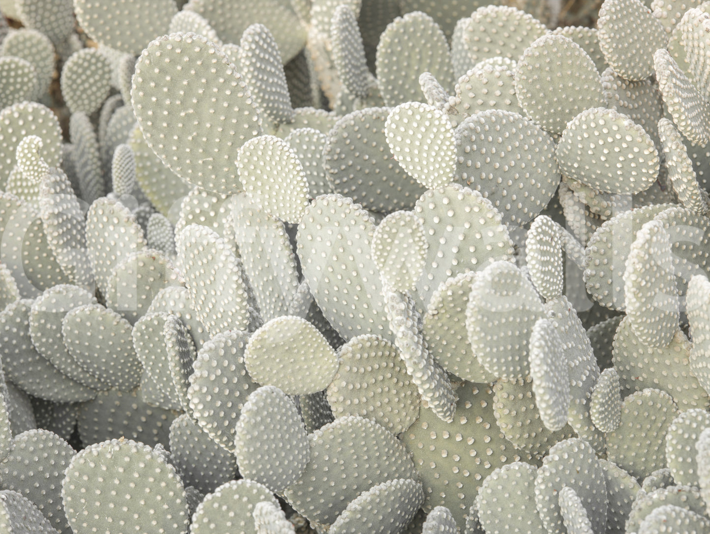 Serene Cactus Cluster Wall Mural