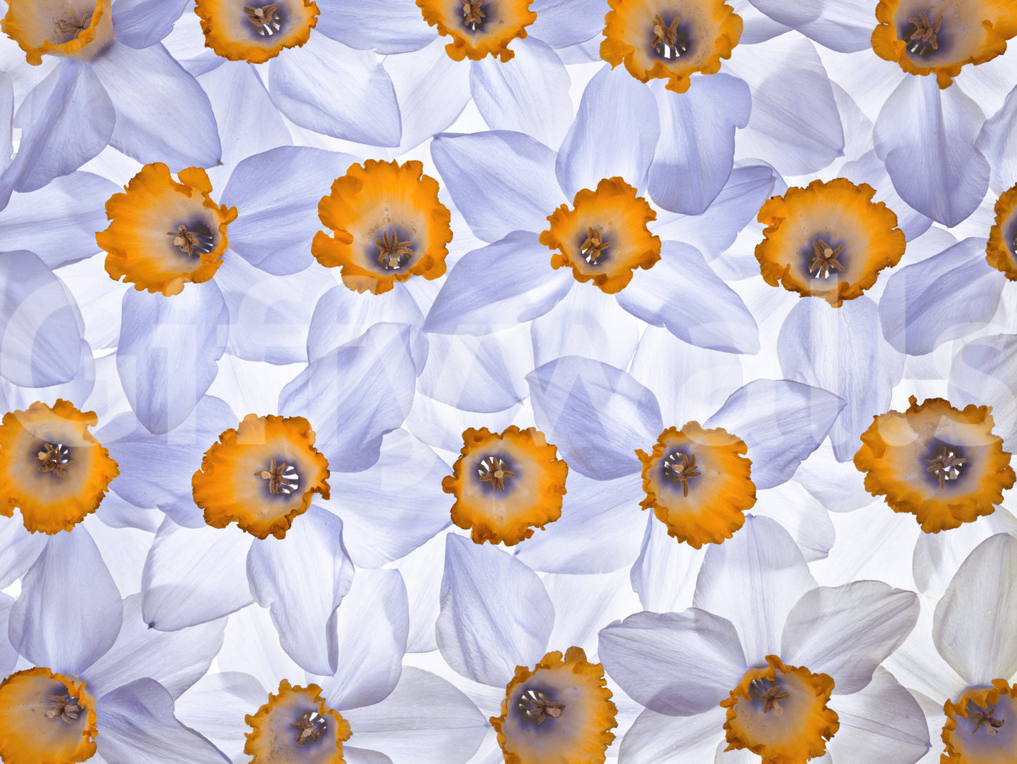 Daffodil Dreams Wall Mural