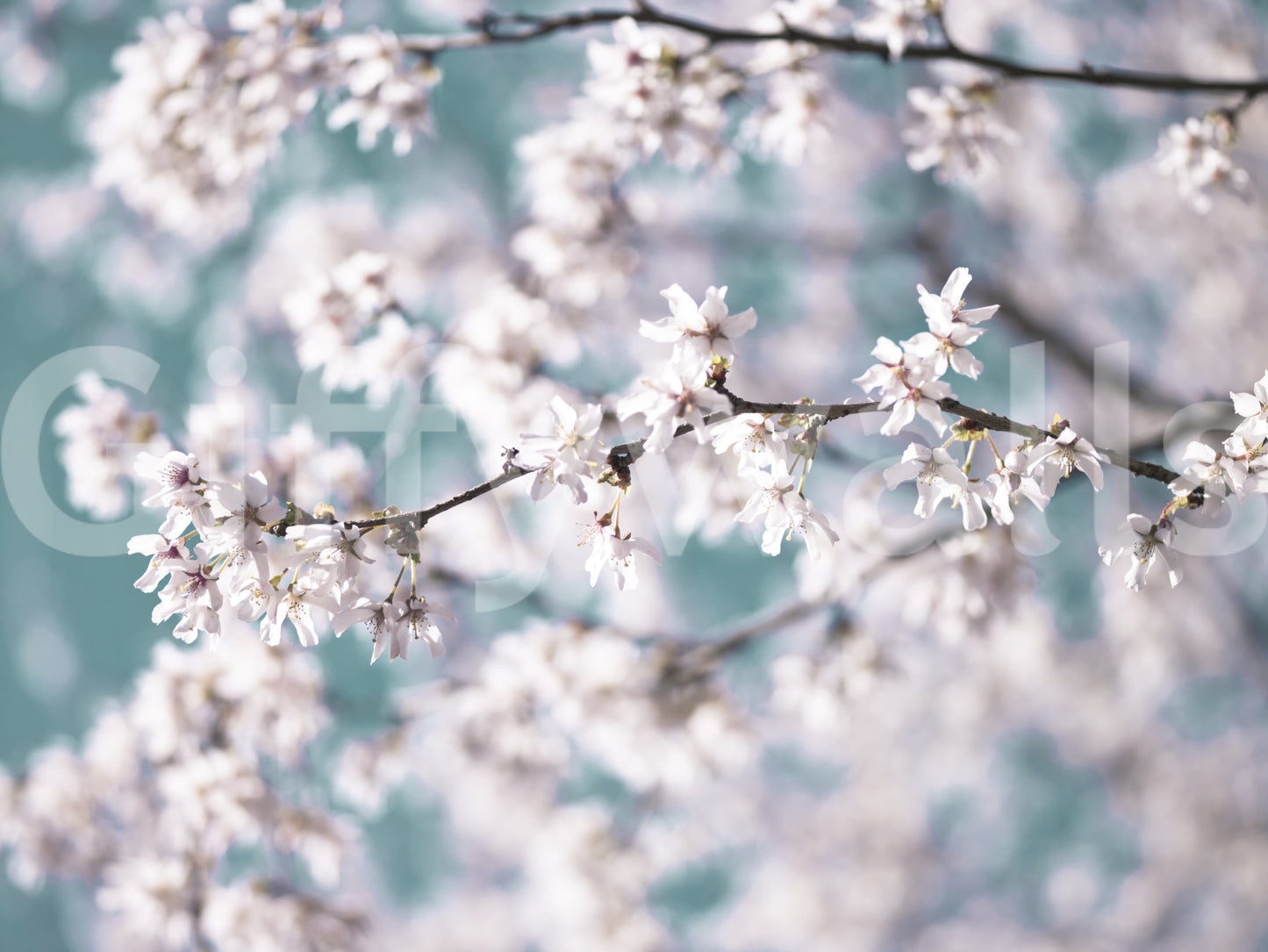 Cherry Bloom Serenity Wall Mural