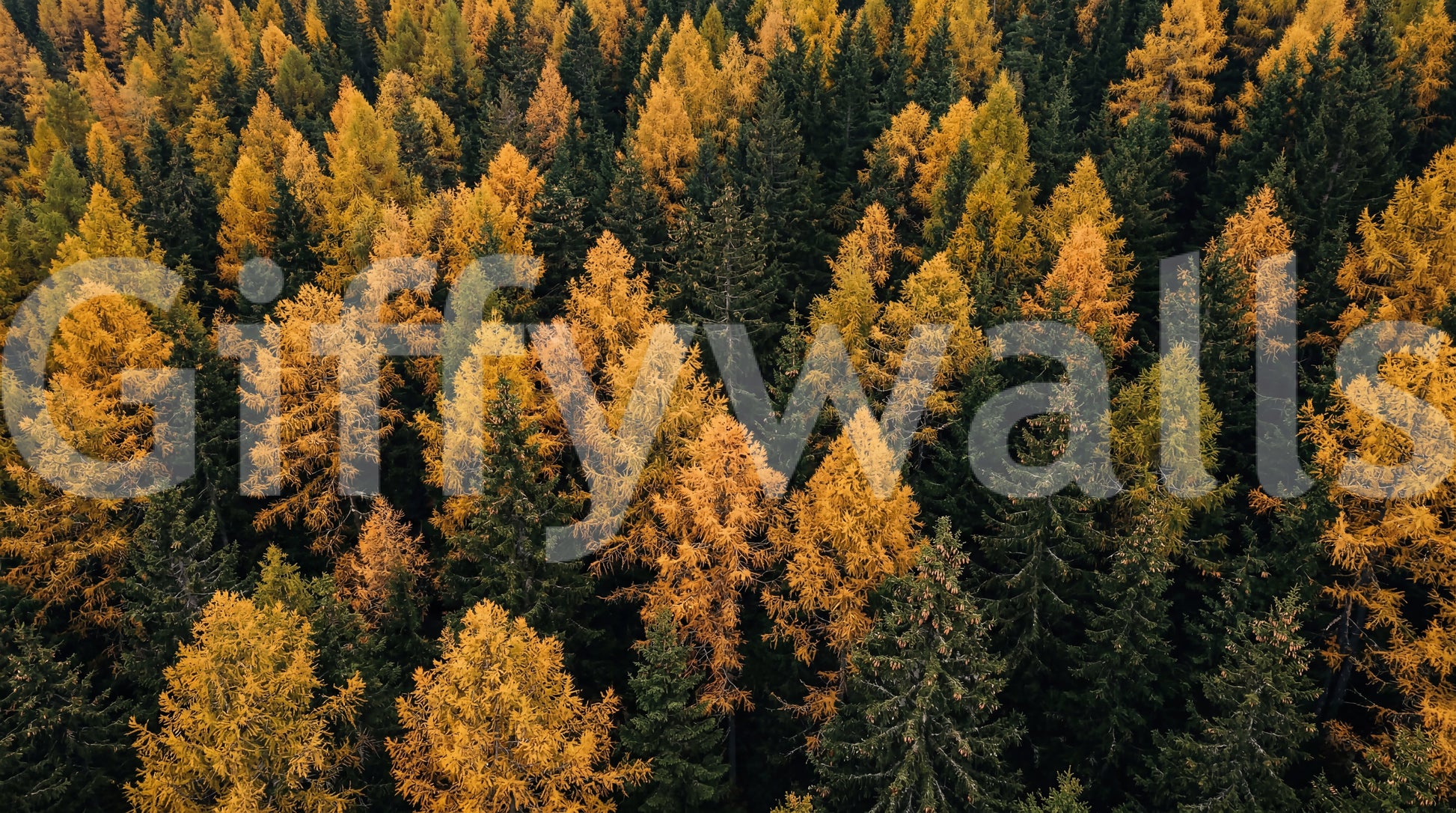 Autumn forest canopy wall mural with golden leaves and deep green pine trees