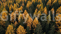 Autumn forest canopy wall mural with golden leaves and deep green pine trees