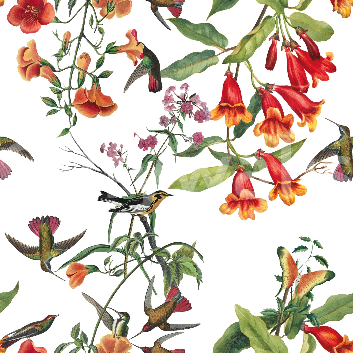 Aves exóticas de jardín y flores tropicales Wallpaper⁠