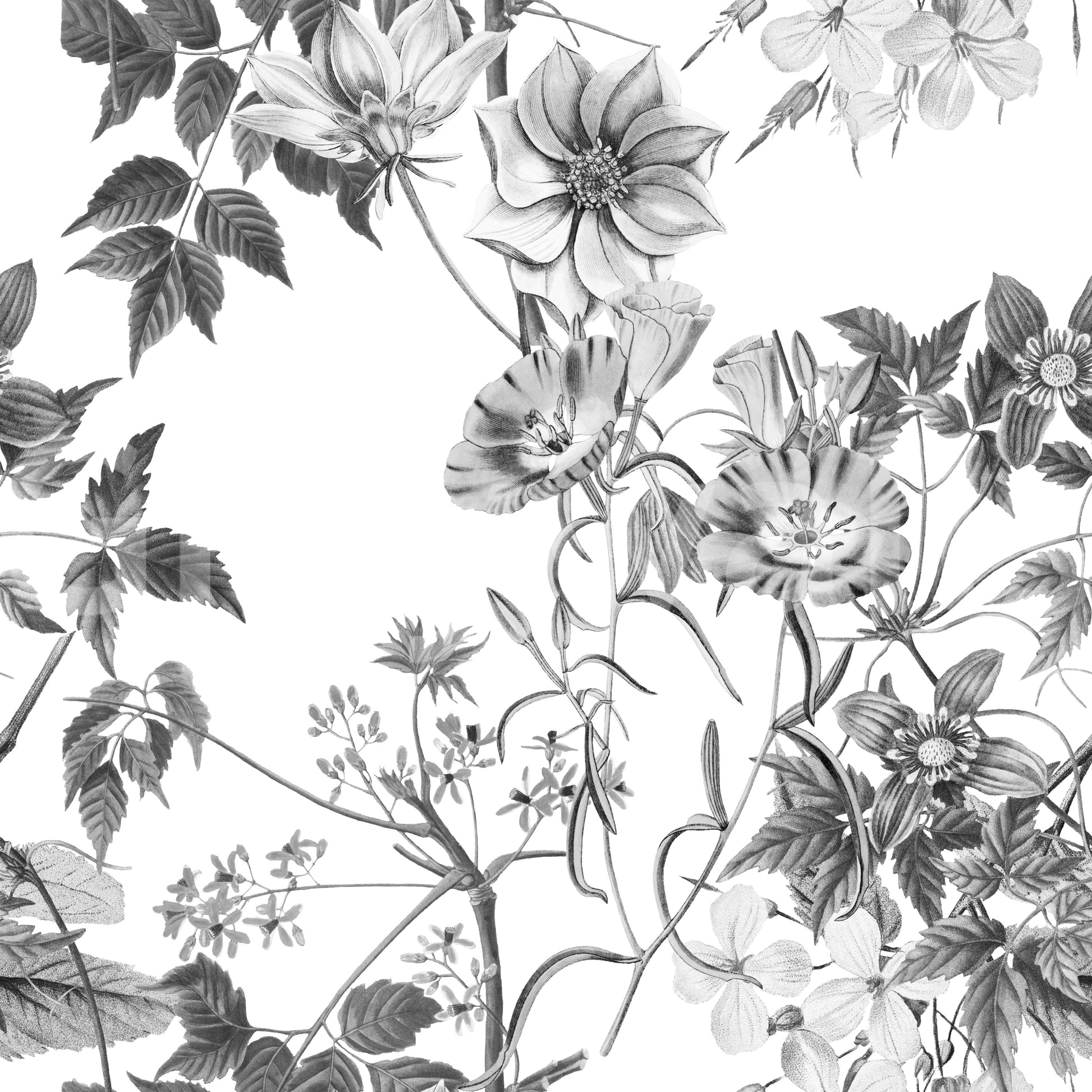 Sketched flower wallpaper showing Botanical Prints on clean white base