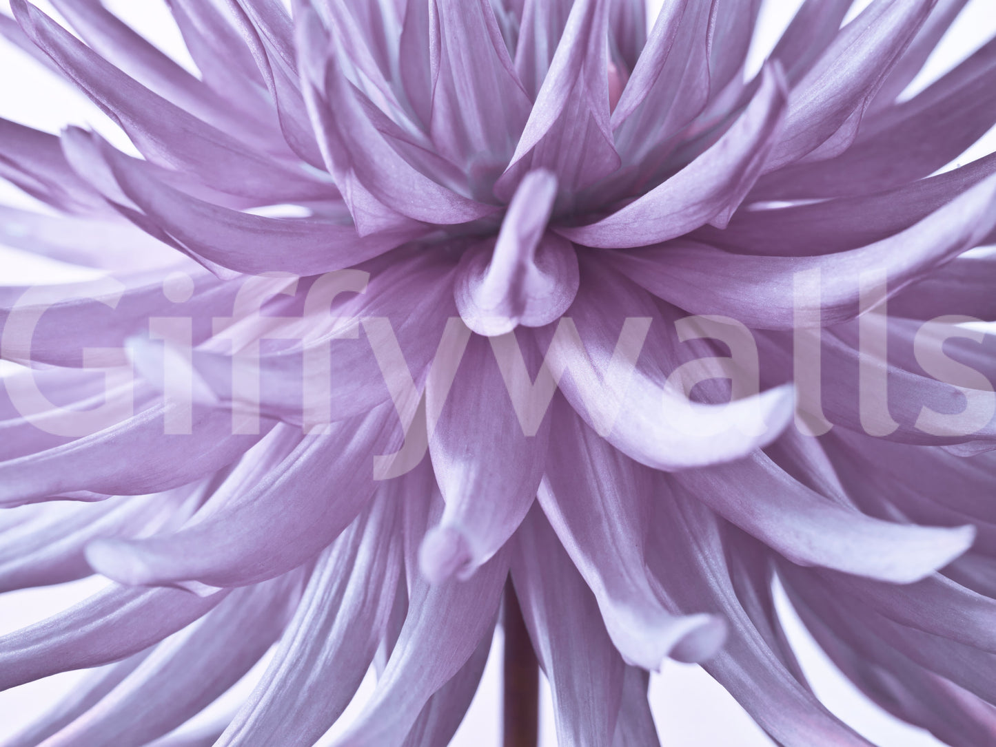Pale purple bloom wall mural detail, gentle focus edges and a luminous core