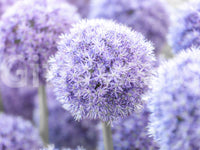 Lavender allium globes drift through pastel haze in this Purple Floral Orb wall mural.