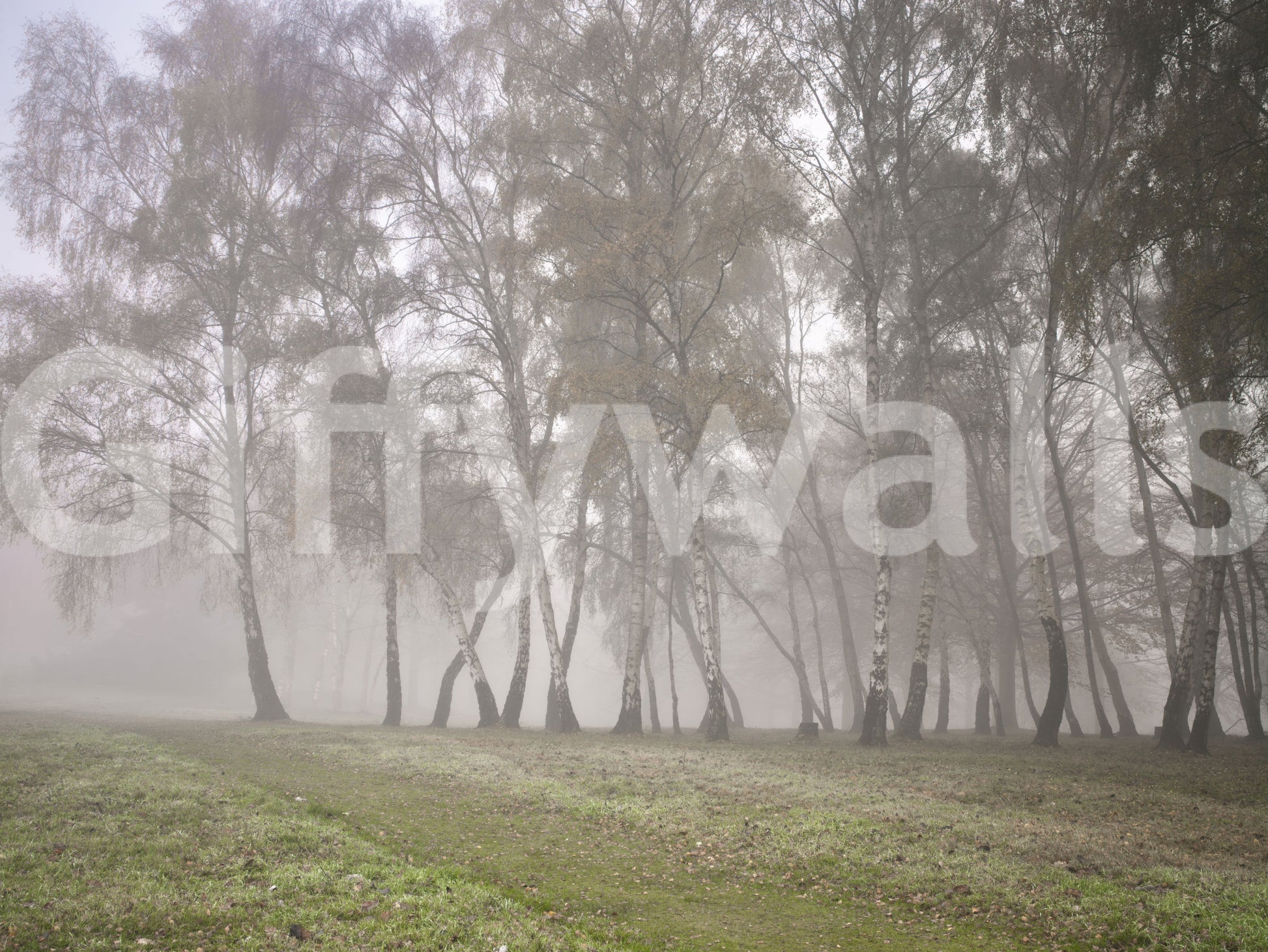 Misty Birch Grove graphics deep outdoor mist into a flat wall mural surface.