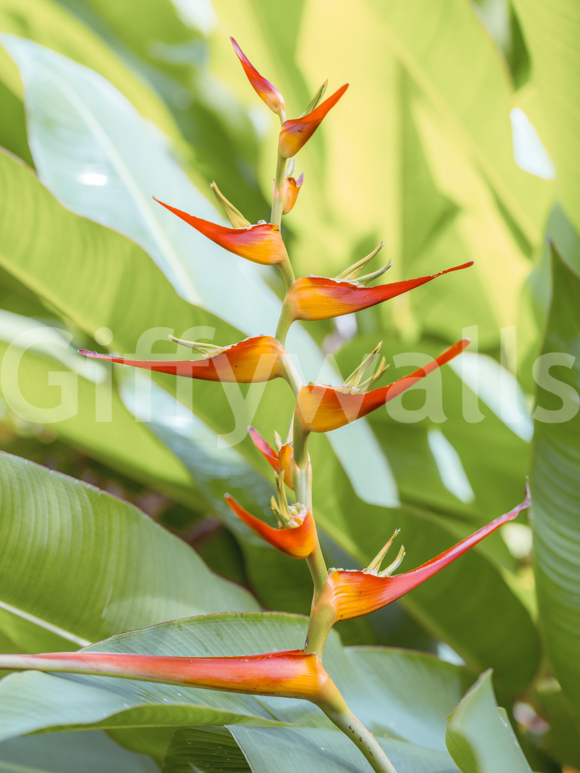 Exotic botanical wall mural with bold red orange flowers