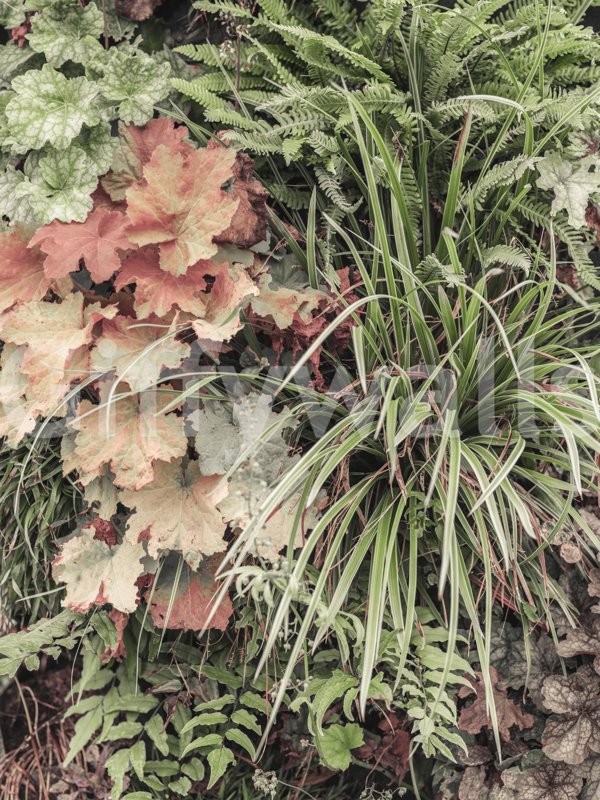 Contemporary botanical wall mural with muted natural colours